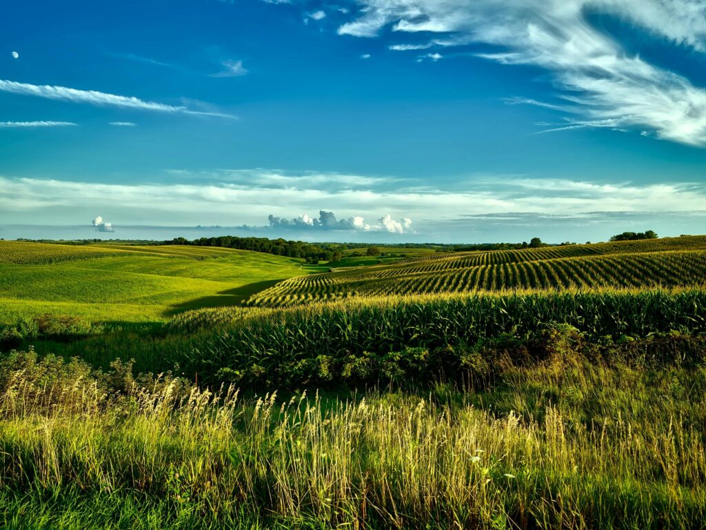 Stunning summer landscape of cornfields under a bright blue sky in Onslow, Iowa.